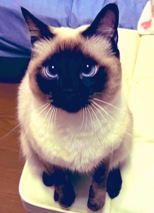 Oa1Un's tweet photo. これが
こう焦げました！ https://t.co/ZKQosHRZGO