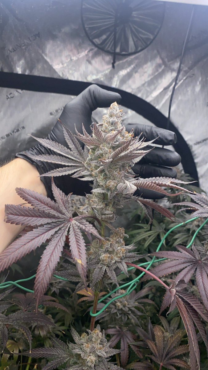 harshpiza's tweet photo. Premium weed carts distributed in Quebec: Montreal, Quebec City, Laval, Gatineau, Longueuil, Sherbrooke, Saguenay, Lévis, Trois-Rivières, Terrebonne
Saskatchewan: Saskatoon, Regina, Prince Albert, Moose Jaw, Swift Current, Yorkton, North Battleford,Estevan, Weyburn, Lloydminster https://t.co/Akq6UalDuX