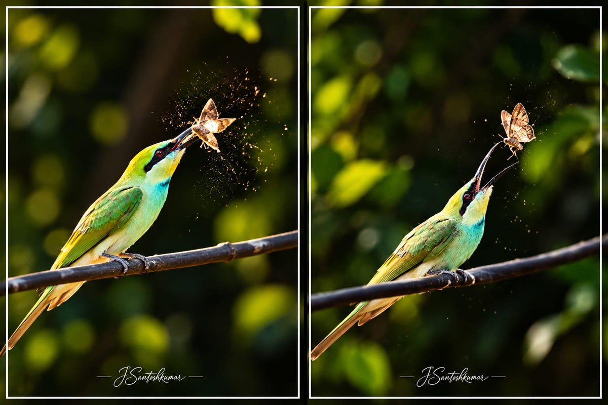 SantoshKumarBRS's tweet photo. Weekly dose of my #Photography 📷

These beautiful blue-and-orange birds, perched peacefully among the trees, made for a perfect moment in the wild. 

Sometimes, the best photographs happen when we simply pause, observe, and let nature speak for itself.

Wishing everyone a peaceful and beautiful #HappySunday 😊

#BirdPhotography #WildlifePhotography #NaturePhotography #BirdWatching #NatureLovers