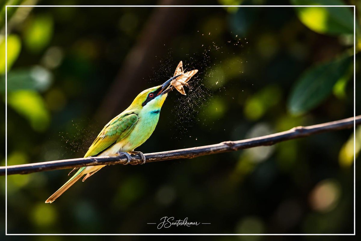 SantoshKumarBRS's tweet photo. Weekly dose of my #Photography 📷

These beautiful blue-and-orange birds, perched peacefully among the trees, made for a perfect moment in the wild. 

Sometimes, the best photographs happen when we simply pause, observe, and let nature speak for itself.

Wishing everyone a peaceful and beautiful #HappySunday 😊

#BirdPhotography #WildlifePhotography #NaturePhotography #BirdWatching #NatureLovers