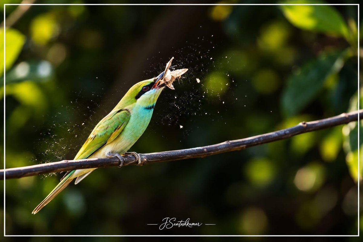 SantoshKumarBRS's tweet photo. Weekly dose of my #Photography 📷

These beautiful blue-and-orange birds, perched peacefully among the trees, made for a perfect moment in the wild. 

Sometimes, the best photographs happen when we simply pause, observe, and let nature speak for itself.

Wishing everyone a peaceful and beautiful #HappySunday 😊

#BirdPhotography #WildlifePhotography #NaturePhotography #BirdWatching #NatureLovers