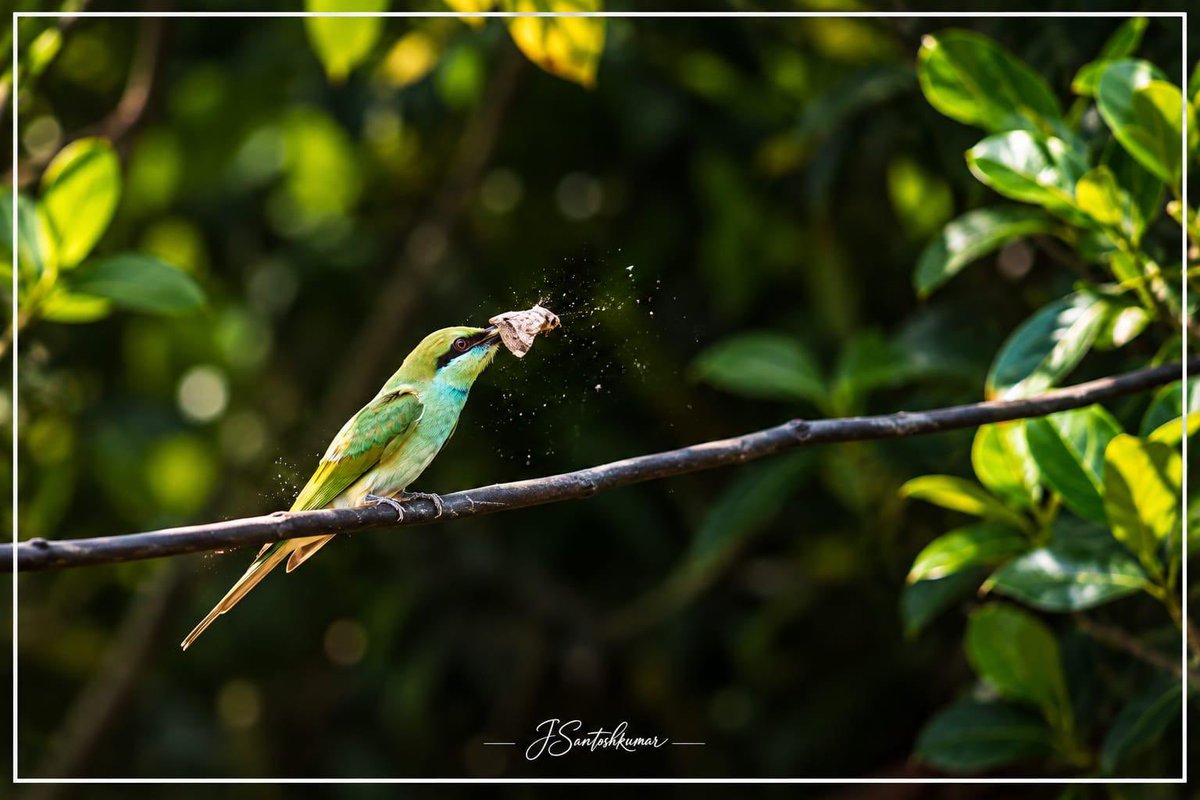 SantoshKumarBRS's tweet photo. Weekly dose of my #Photography 📷

These beautiful blue-and-orange birds, perched peacefully among the trees, made for a perfect moment in the wild. 

Sometimes, the best photographs happen when we simply pause, observe, and let nature speak for itself.

Wishing everyone a peaceful and beautiful #HappySunday 😊

#BirdPhotography #WildlifePhotography #NaturePhotography #BirdWatching #NatureLovers