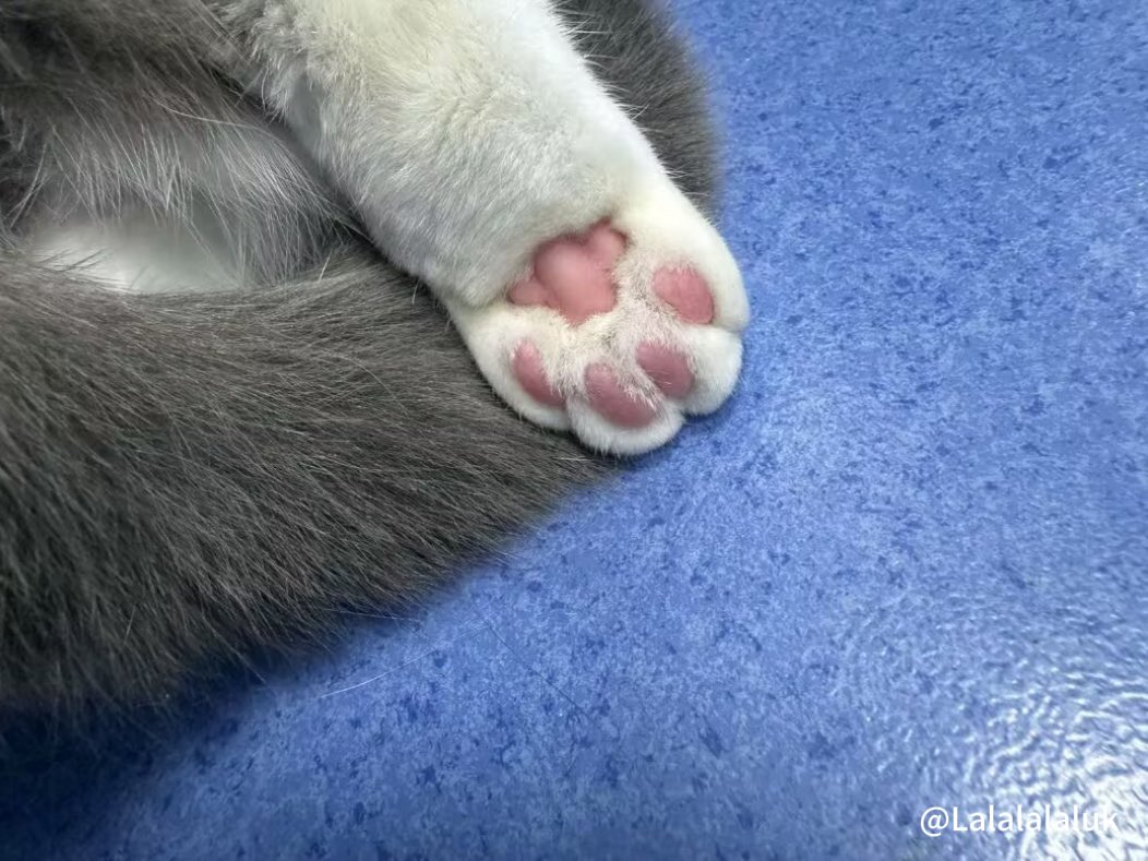 Lalalalaluk's tweet photo. 遇见这种猫咪脚该怎么说？ https://t.co/SFzFD2Qzrn
