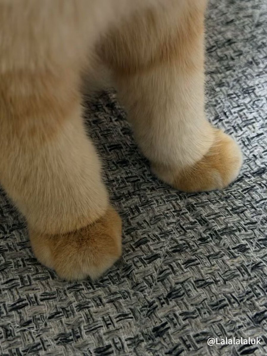 Lalalalaluk's tweet photo. 遇见这种猫咪脚该怎么说？ https://t.co/SFzFD2Qzrn