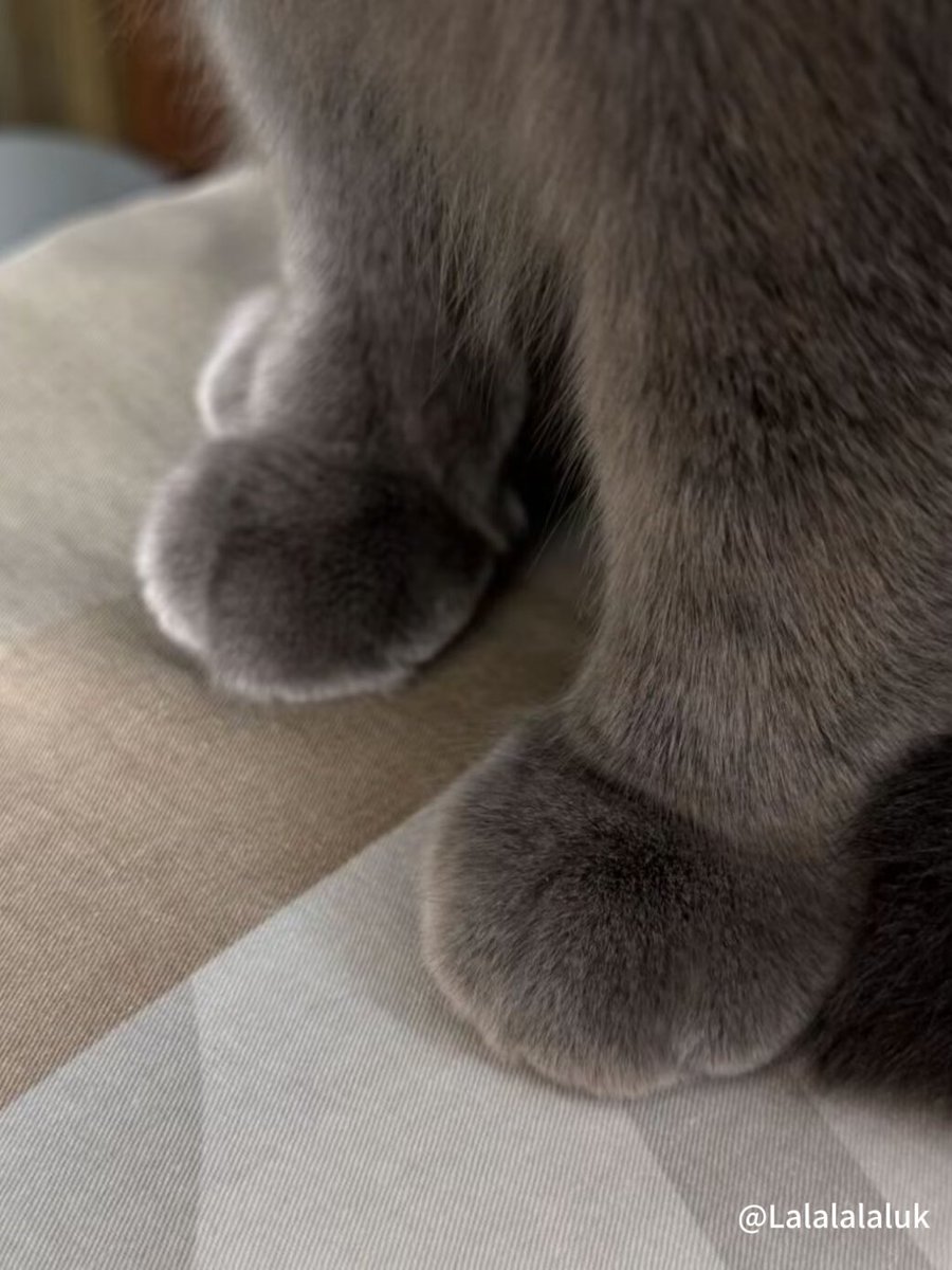 Lalalalaluk's tweet photo. 遇见这种猫咪脚该怎么说？ https://t.co/SFzFD2Qzrn