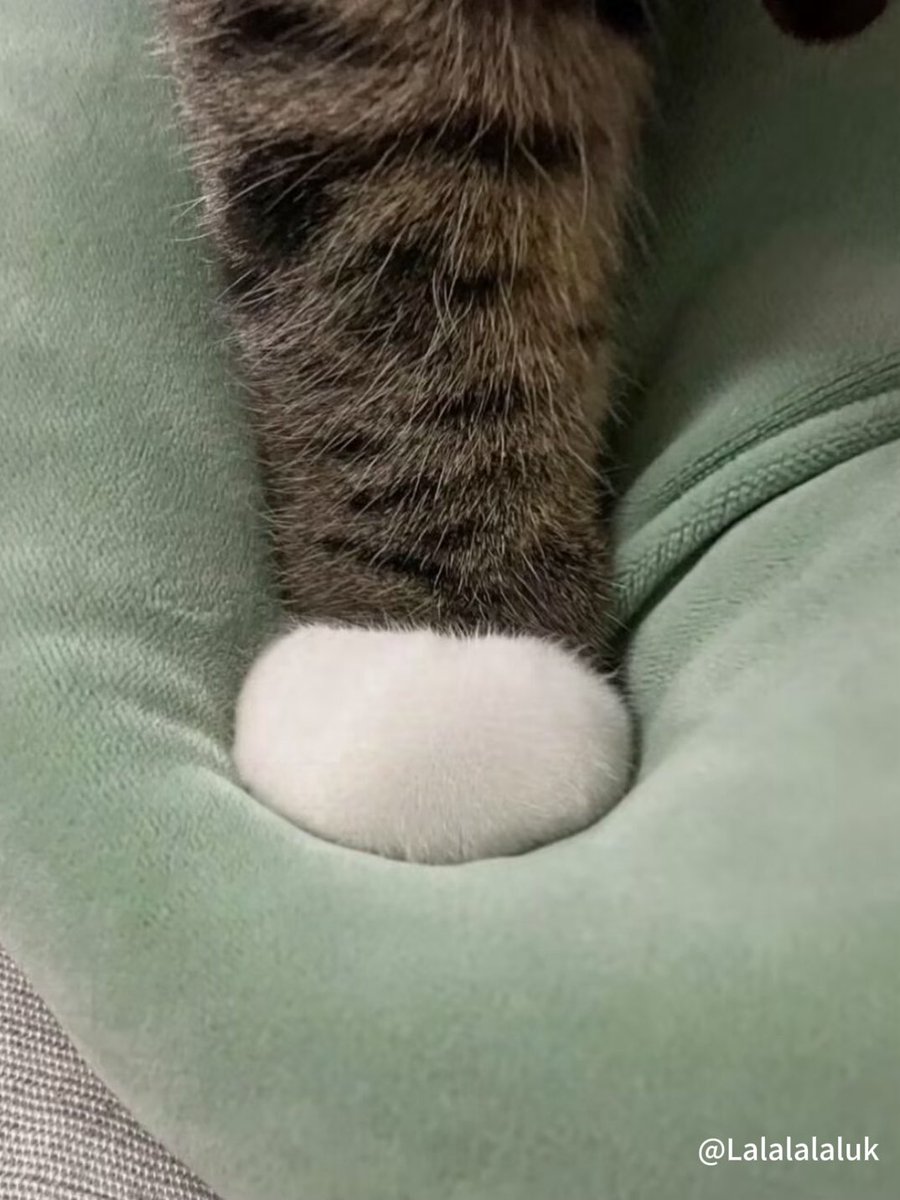 Lalalalaluk's tweet photo. 遇见这种猫咪脚该怎么说？ https://t.co/SFzFD2Qzrn