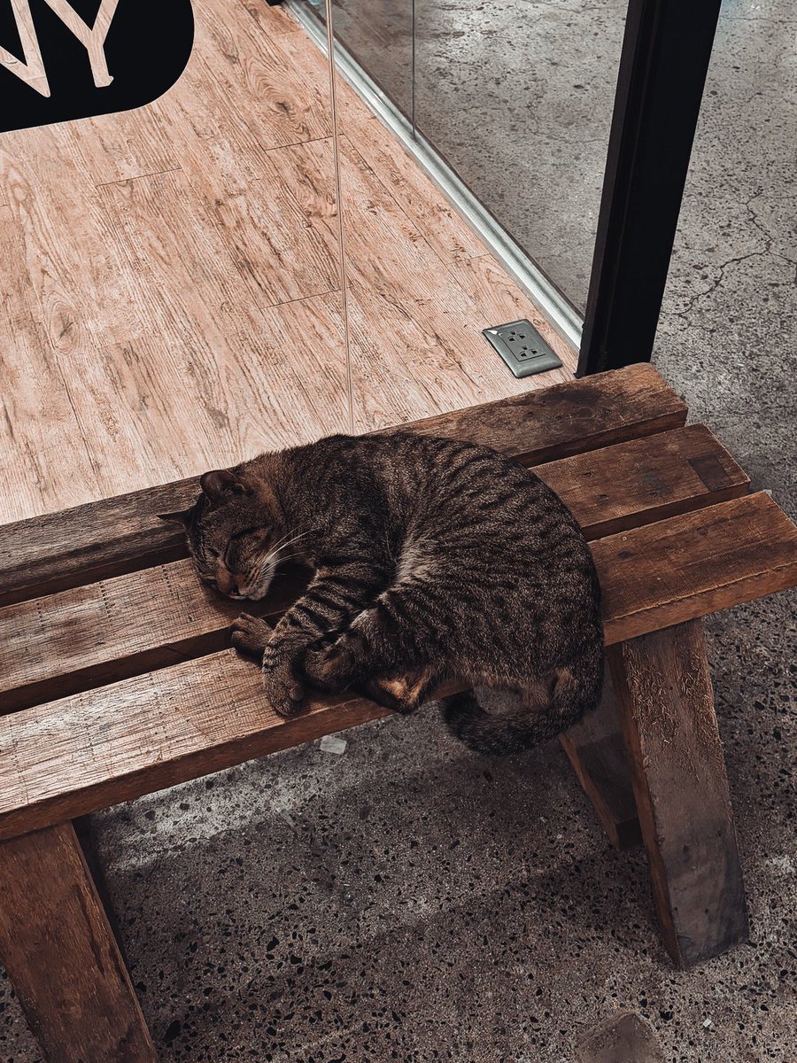 sapphirays's tweet photo. 𝗙𝗜𝗟𝗘 𝗗𝗔𝗧𝗘: 09-27-26
𝗟𝗢𝗖𝗔𝗧𝗜𝗢𝗡: Willow's Nook

Me, Whiskers, and 1 out of 2 of today's free staff drink. My head's still throbbing from last Friday. I'm never gonna live that down again. #SayNoToDrinking 🫩 https://t.co/LM981l0KAe