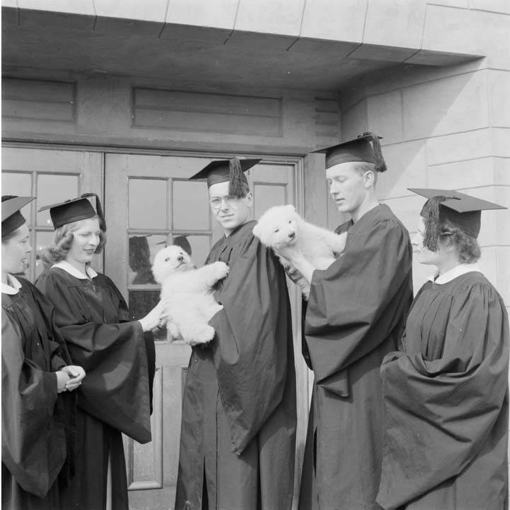 ANC_Historian's tweet photo. 1951 graduates with polar bear cubs at the University of Alaska, now University of Alaska Fairbanks. #alaskahistory #alaska https://t.co/Yht2NUWGzT