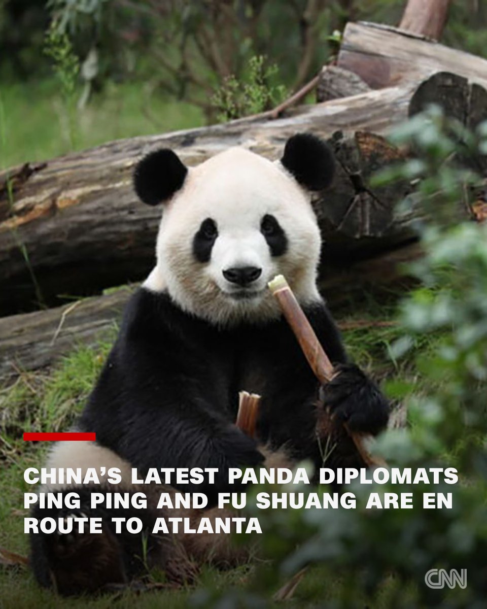 CNN's tweet photo. Two giant pandas have left China on a flight bound for their new home at a zoo in Atlanta, where they will live on loan from the Chinese government, the latest episode in Beijing's long tradition of using "panda diplomacy" to strengthen ties with other countries. https://t.co/atDw9viXsp