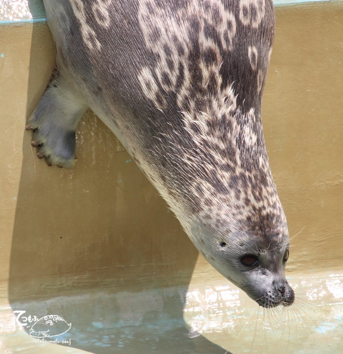 tetsumofu_seal's tweet photo. びよーんとのびーる首⟡.·*.

 #とっかりセンター 
 #ワモンアザラシ
 #ましろ https://t.co/IaFgrC1E4D