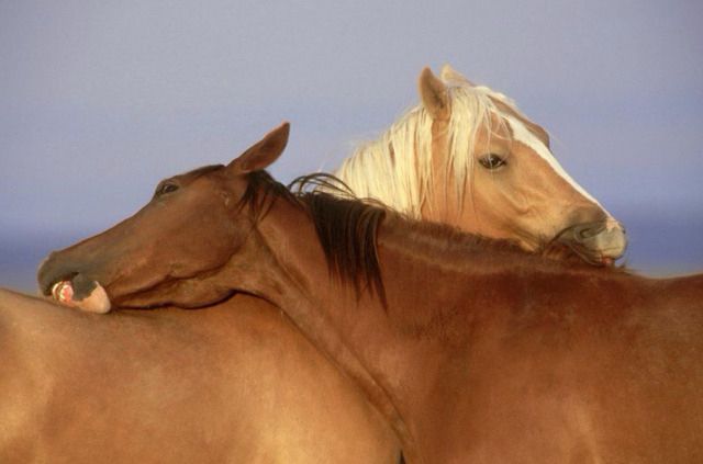 equine__dentist's tweet photo. me and my beautiful horse wife hugging and being in love https://t.co/sT7vfnKj9w