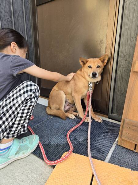 satoya_boshu's tweet photo. 5年間つながれっぱなしだった光ちゃん
推定8歳6ヶ月
♀ 奈良県

笑顔がかわいい女の子です。怖がりで、人に対して臆病です。保健所から譲渡されましたが、５年間、散歩もいってもらえず、触ってももらえませんでした。ですが、慣れてきて、人がなでても大丈夫になってきました。 https://t.co/k6nG8dUDLy