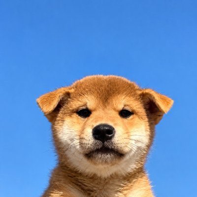 gotrichoffXRP's tweet photo. My favorite token is $Inu because it rewards me with solana:METvsvVRapdj9cFLzq4Tr43xK4tAjQfwX76z3n6mWQL, what's your favorite?  @justainu @MeteoraEco @MeteoraEco https://t.co/XvivWaYOCh