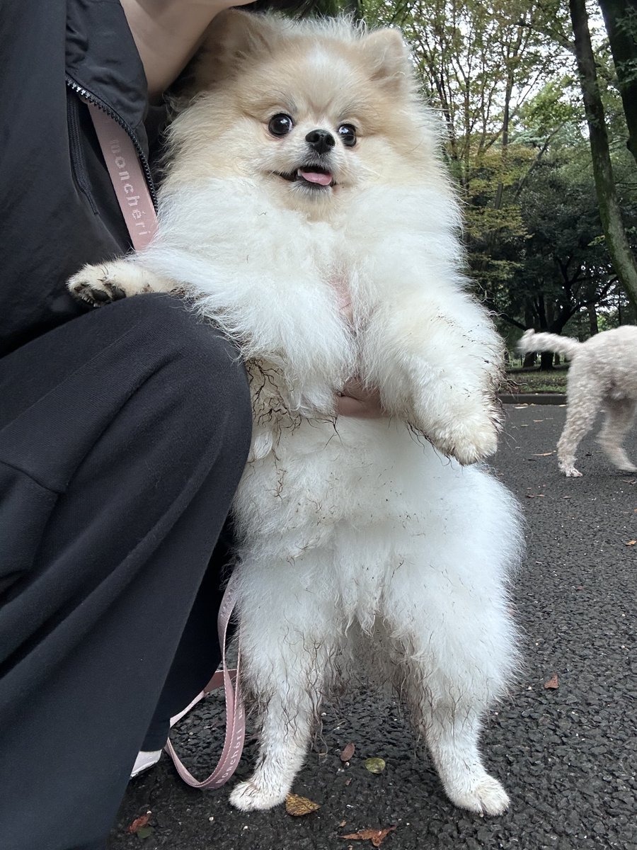 pom_marimo's tweet photo. ドッグランでドロドロになってきました https://t.co/ZjyQEWWam8