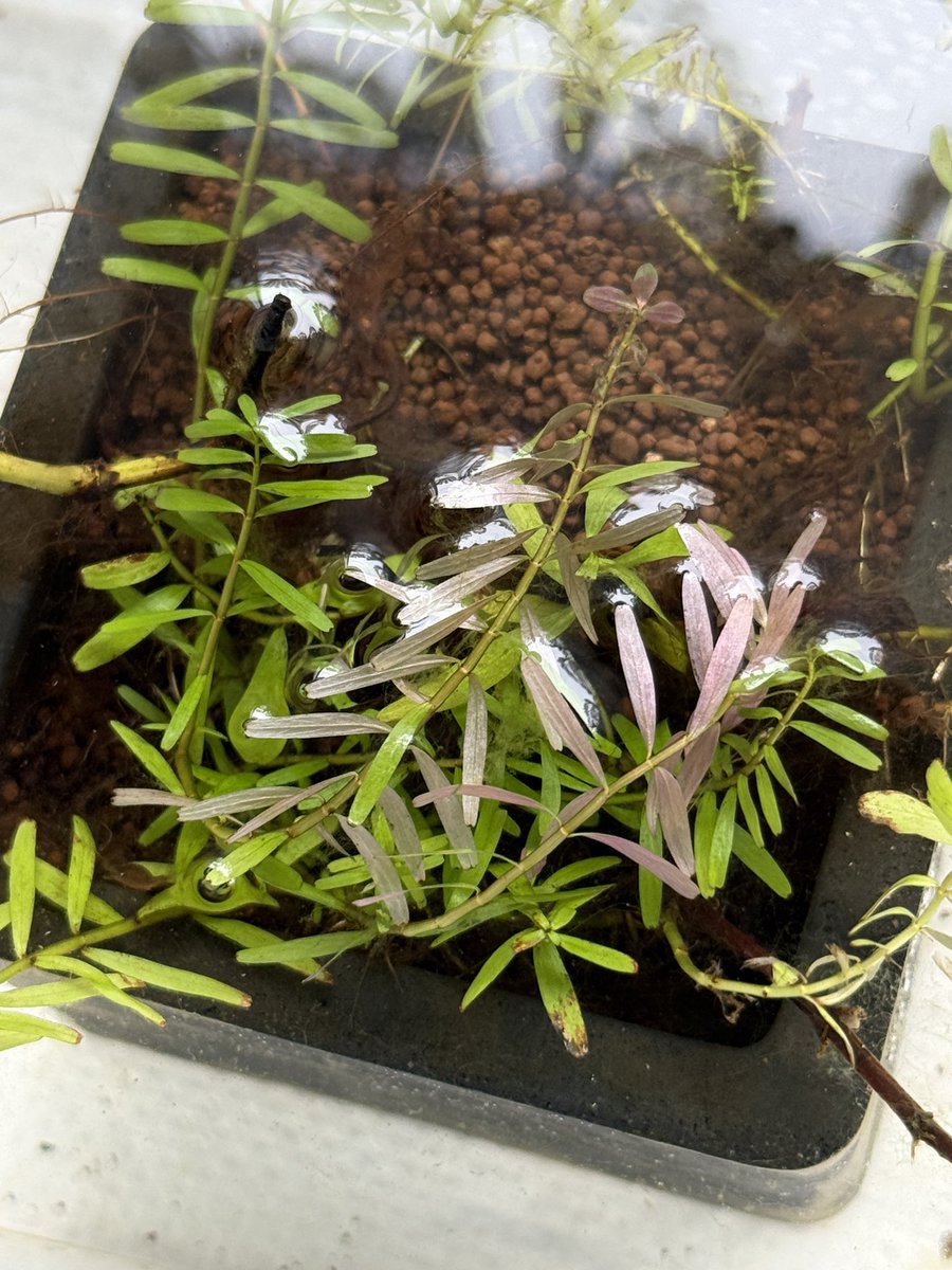 crumpet202's tweet photo. 寄せ植えだった水草、一種類だけ生き延びた❣️

葉の色が陸上にあった時は臙脂色だったのが、水中にしたら緑になって、葉裏がピンクなの、好きだわ〜☺️ https://t.co/YYY42K5xKy