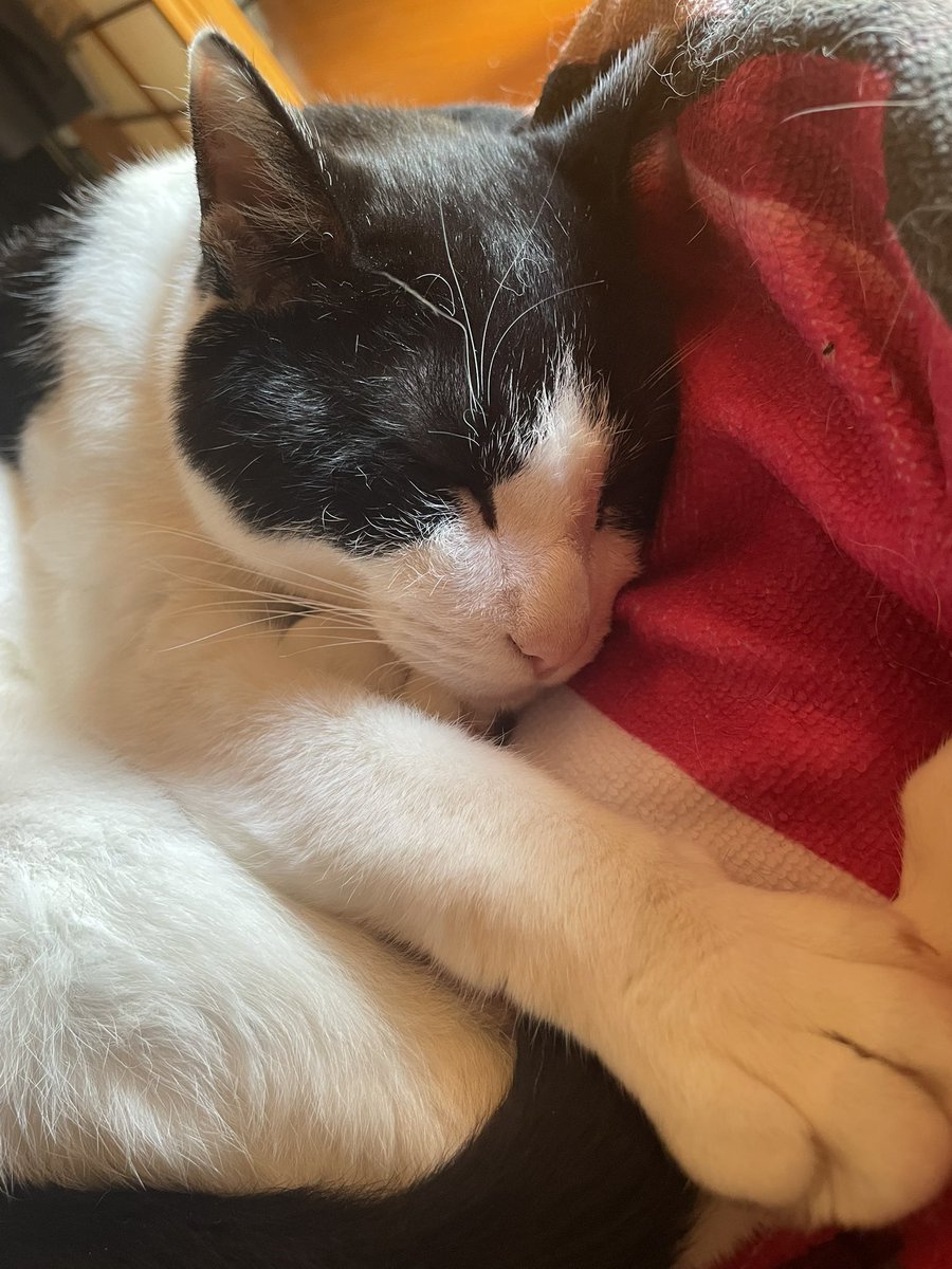 maha1025's tweet photo. 伝わらないけど猫の匂いがすごい https://t.co/oUf0jFAxE1