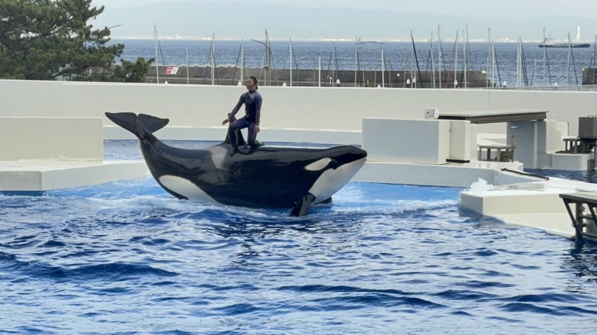 Ruku1_orc's tweet photo. ランちゃんのランディング

20歳だけどママに甘えん坊なランちゃん
声の種類も様々に出せます！
#神戸須磨シーワールド
#シャチ https://t.co/Gfy5G3BG2A