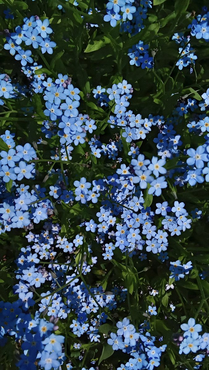 wcivk's tweet photo. “She blooms not to be seen, but because the light asked her to.”  🩵🌸 https://t.co/IzigX7Gf85