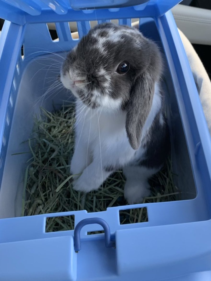snuffedbun's tweet photo. AWWWWEEE SERIOUS GUY GIGGLING AWWWEEEE GIGGLESHITTER https://t.co/gLdn4eEHyt