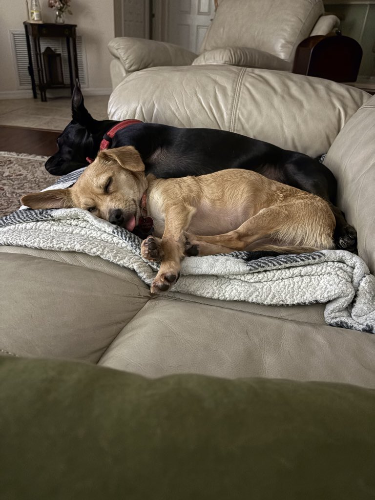Dogman755's tweet photo. The crew is a little wore out tonight. https://t.co/APWfDAGQnM