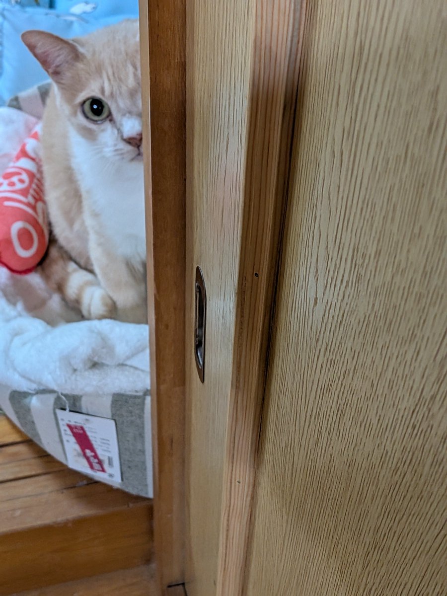 2026neko3's tweet photo. ひょっこり🤣🤣

#みーちゃん
#猫好きさんと繋がりたい
#猫のいる暮らし https://t.co/2Lh6oO20DA