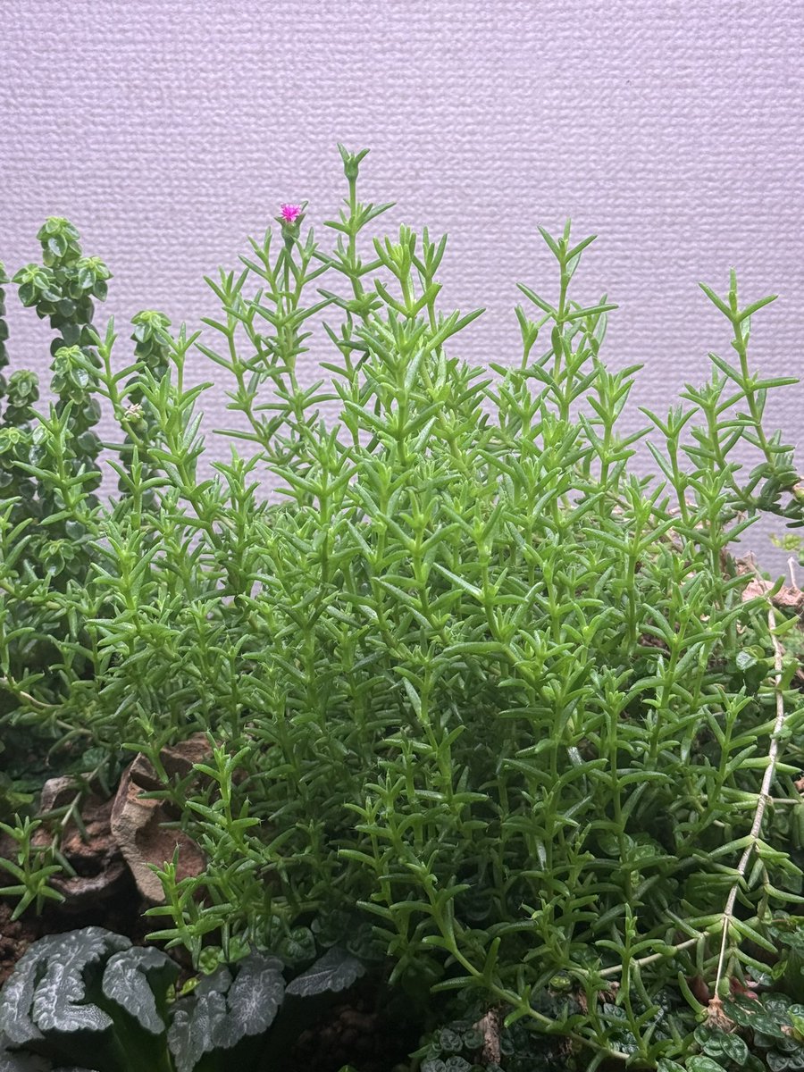 plants6666's tweet photo. 一本のトリコディアデマのブッシュが凄いことになってきました。
そしてお花が可愛い☺️ https://t.co/mQK13HQdlZ