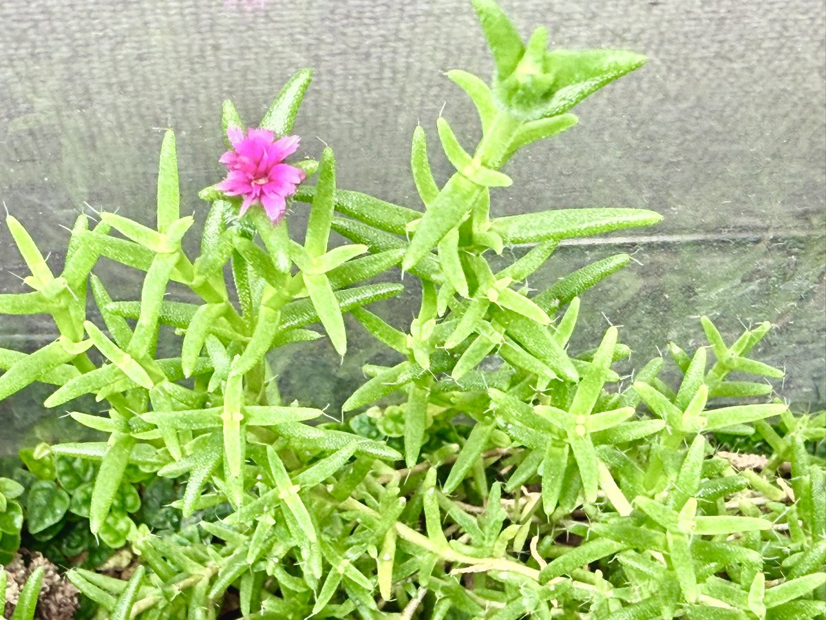 plants6666's tweet photo. 一本のトリコディアデマのブッシュが凄いことになってきました。
そしてお花が可愛い☺️ https://t.co/mQK13HQdlZ