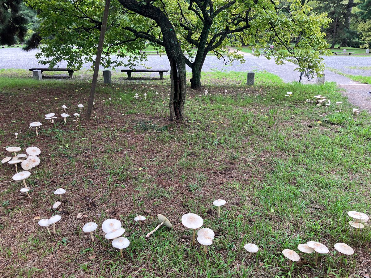 ichizawa_kyoto's tweet photo. 職人が撮影した、京都御所のキノコ🍄
不思議なことに、きれいな円を描くように生えています。この現象、海外では「妖精の輪」と呼ばれ、妖精たちが輪になって踊った跡だという言い伝えがあるそう。
しかし、こちらは毒キノコ。皆さまくれぐれもご注意ください。

＃一澤信三郎帆布 https://t.co/OjHv0h7Qv7