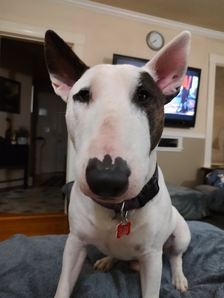 rexthetvterrier tweet picture