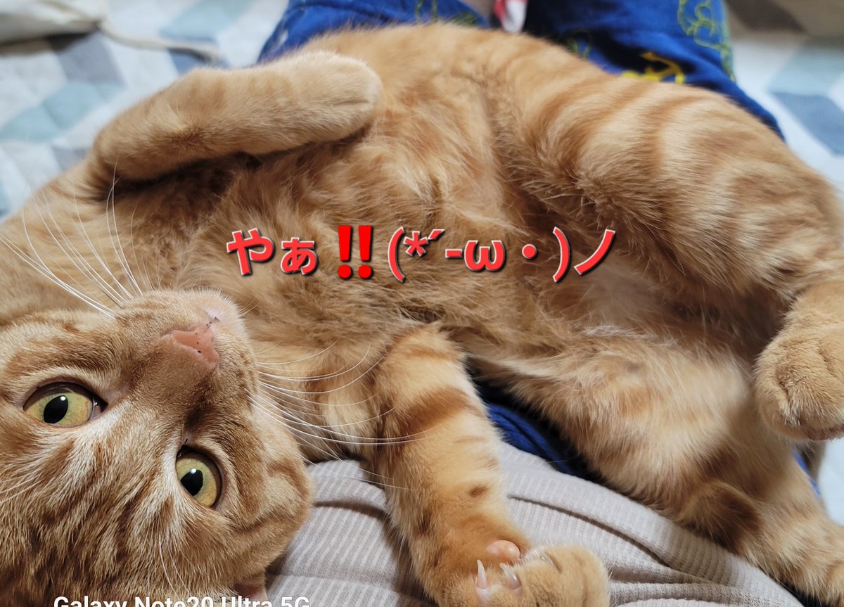 naopon0222's tweet photo. 今日も今日とて、オカンのお腹ベッドで寛ぐ、こっちゃんです。

お、重い(  ･᷄-･᷅ ).｡oO

さーやお姫ちゃんは、オカンが、朝晩薬を飲ませるので、隠れています🥲

さーやちゃんに嫌われた(´・ω・｀) https://t.co/QvLOHKPark