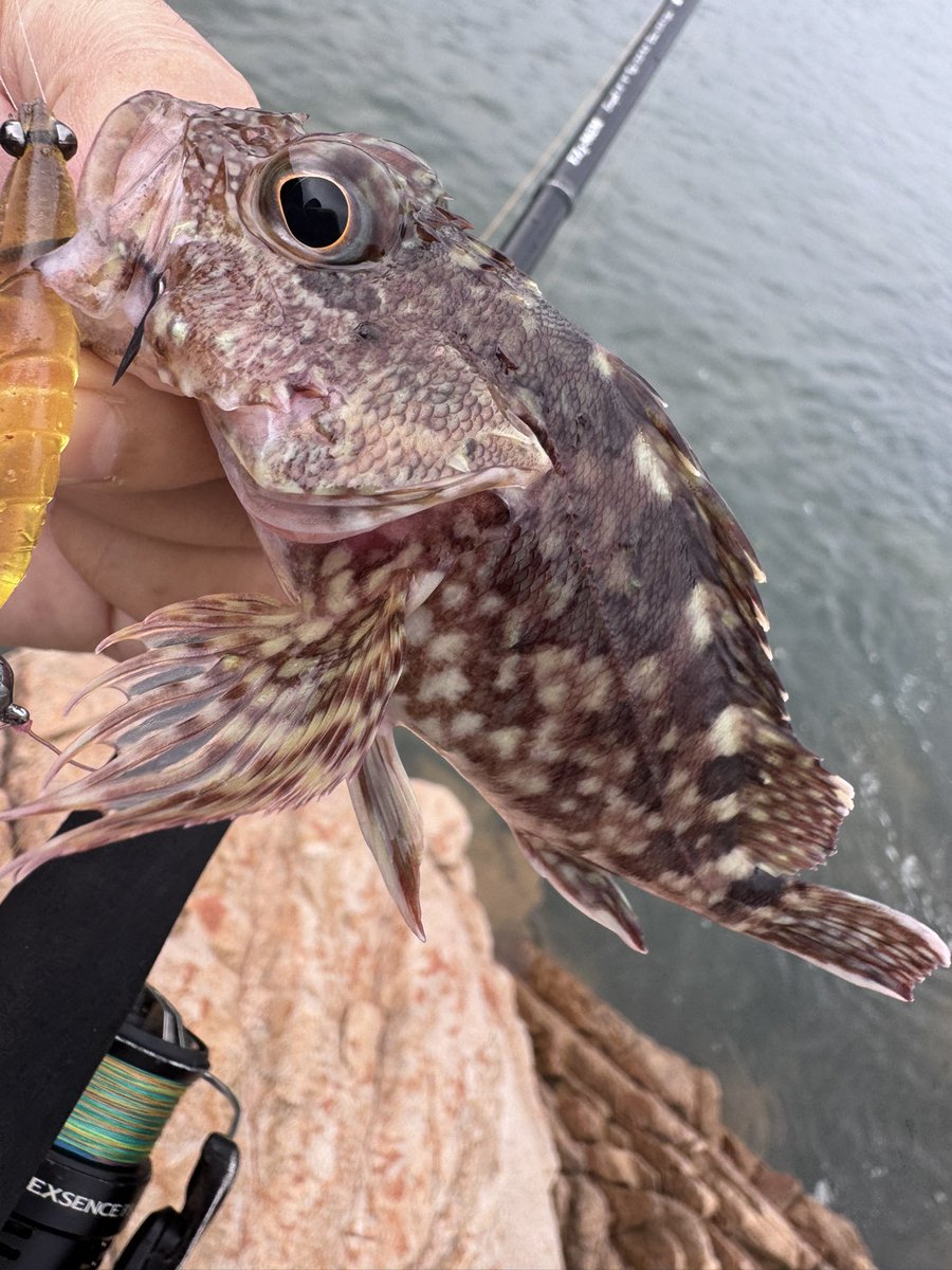 yoshimogi8's tweet photo. 朝活🎣in糸島
homeが混み合ってたから
近くの漁港でショアジギ
幸先良くサゴシが釣れたけど後が続かず
homeに戻って今年50匹目の
記念すべきキジハタは35cmと良型
エギングロッドがブチ曲がって
引きを楽しめた大満足の朝活🐟🐟🐟 https://t.co/pe3iIyzqvz