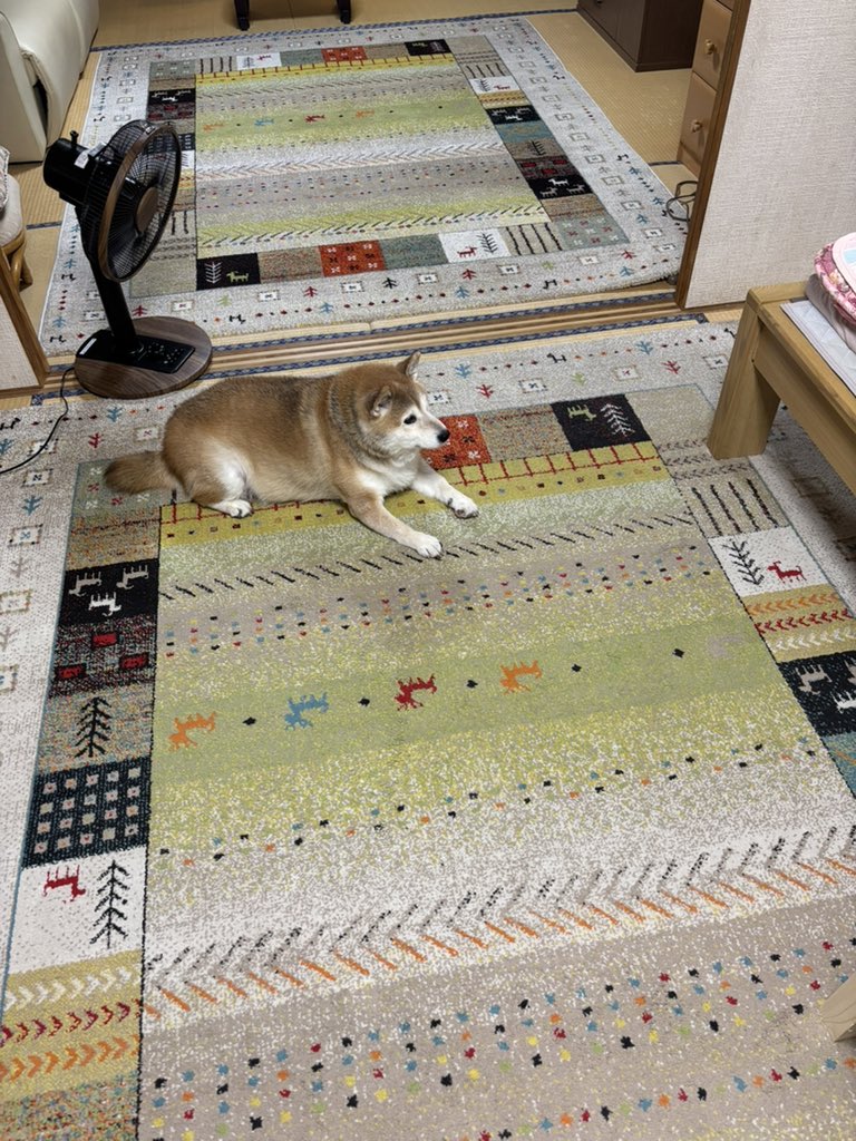 mantikotiko's tweet photo. #柴犬 #デブ https://t.co/mBnGIlRaIH