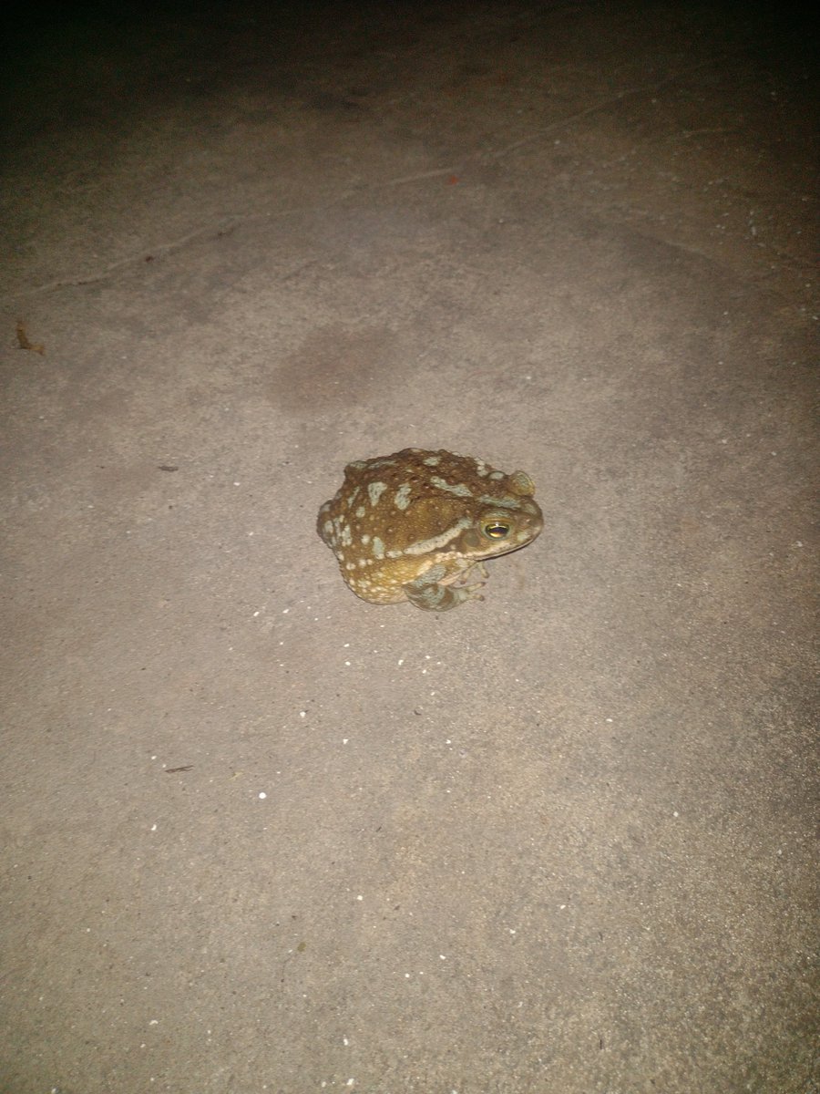 pepe05437366's tweet photo. I found a new animal https://t.co/QUArNMSBLo
