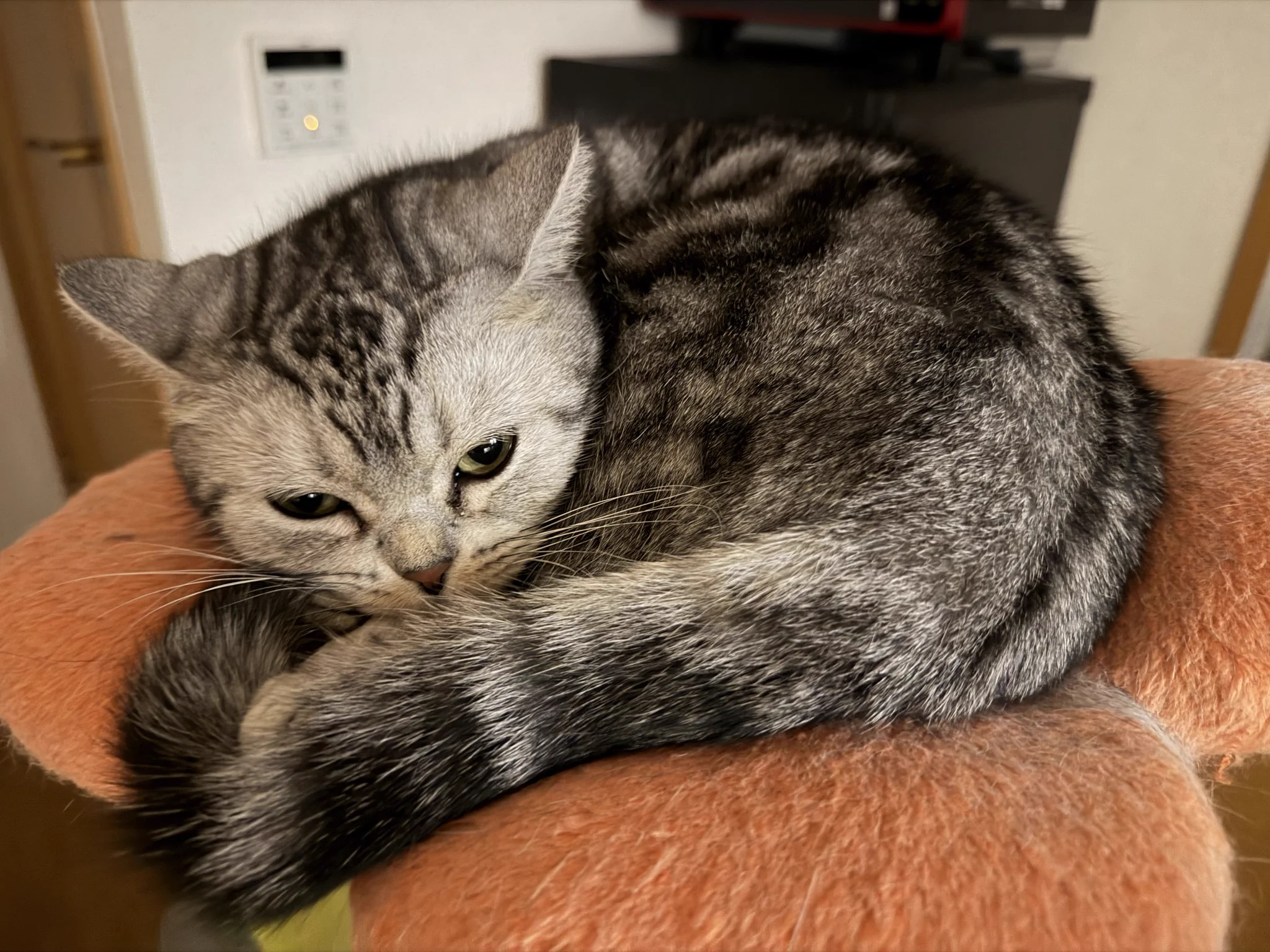 しらこ＆くろにゃん🐈‍⬛ on X: 