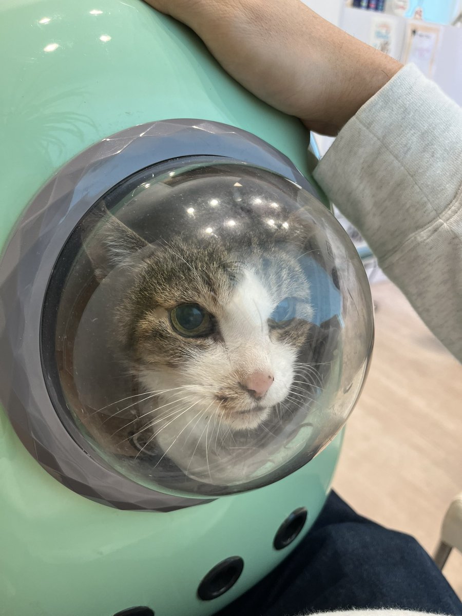 dark__mi's tweet photo. ちゃー子の宇宙船を引き継いだもう1匹の老猫、初代トラちゃん
今日は通院です🐱 https://t.co/m22OL9tvMG