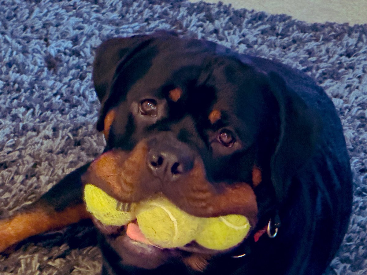 UnicrnShtMttrs's tweet photo. You can’t fit 3 balls in your mouth, sad! 🤭
#ChicoTheRotty https://t.co/KTiogdPecO