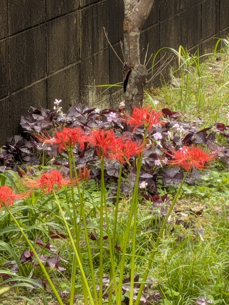 toshitaka3776's tweet photo. おはようございます
雨☂️今は止んでますが
また降ってきそう☔

#イマソラ 
#彼岸花 https://t.co/eYsqVVi9K7