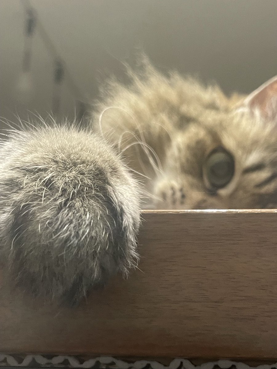 chatogin's tweet photo. おはようございます
茶です
怒られてもリビングのテーブルの上が好きです✨
#保護猫　#猫好きさんとつながりたい　#キジトラ　#長毛 https://t.co/AlhwcN56Cy