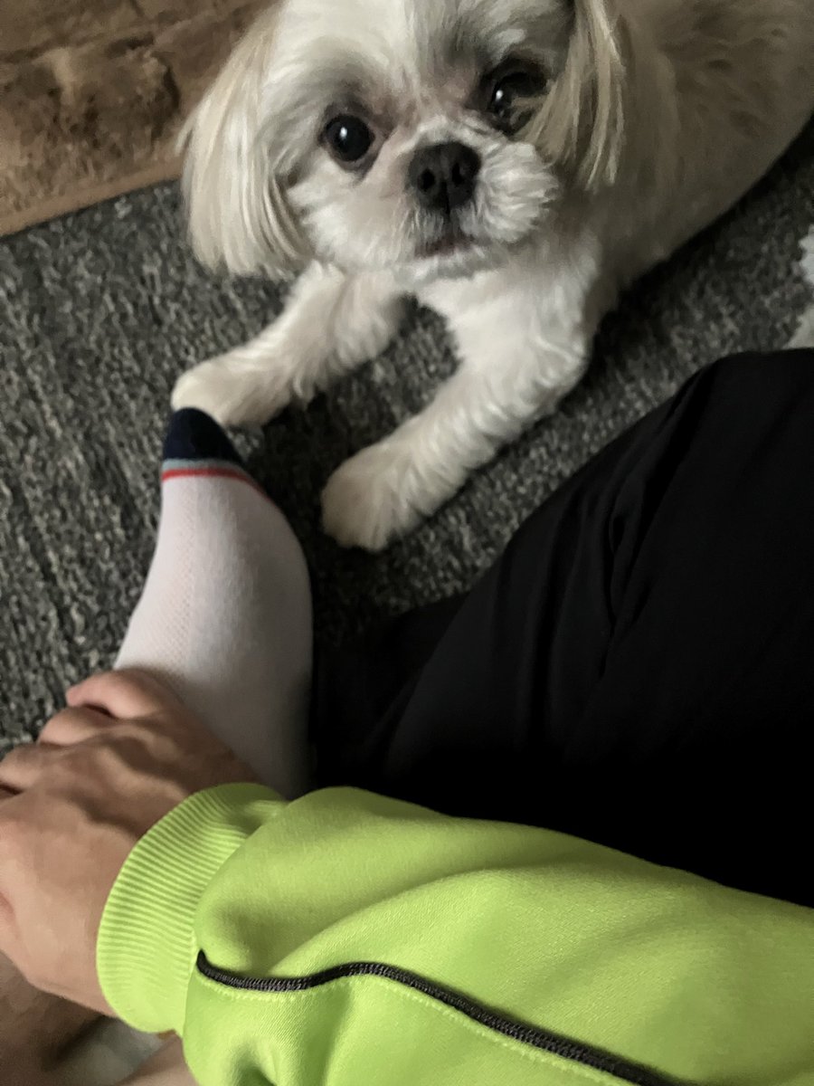 old_sirva's tweet photo. ワンコ☺️ https://t.co/0HBd0VbFAa