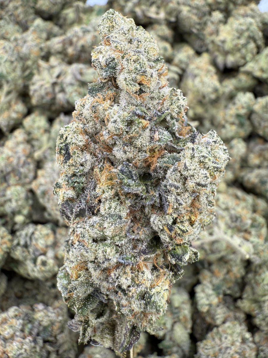 Maui_exotics's tweet photo. Gas Face  
📍 Indica-dominant hybrid  
Face Mints × Biscotti × Sherb BX  
THCA: 25.00%  
Indoor  
28g: $161.99

Top effects: relaxed 😌 euphoric ✨ happy 😄  
Top flavors: gas ⛽ diesel 🛢️ citrus 🍋

#GasFace #Indica #Hybrid #THCAFlower #Cannabis https://t.co/asSyLoX8JR