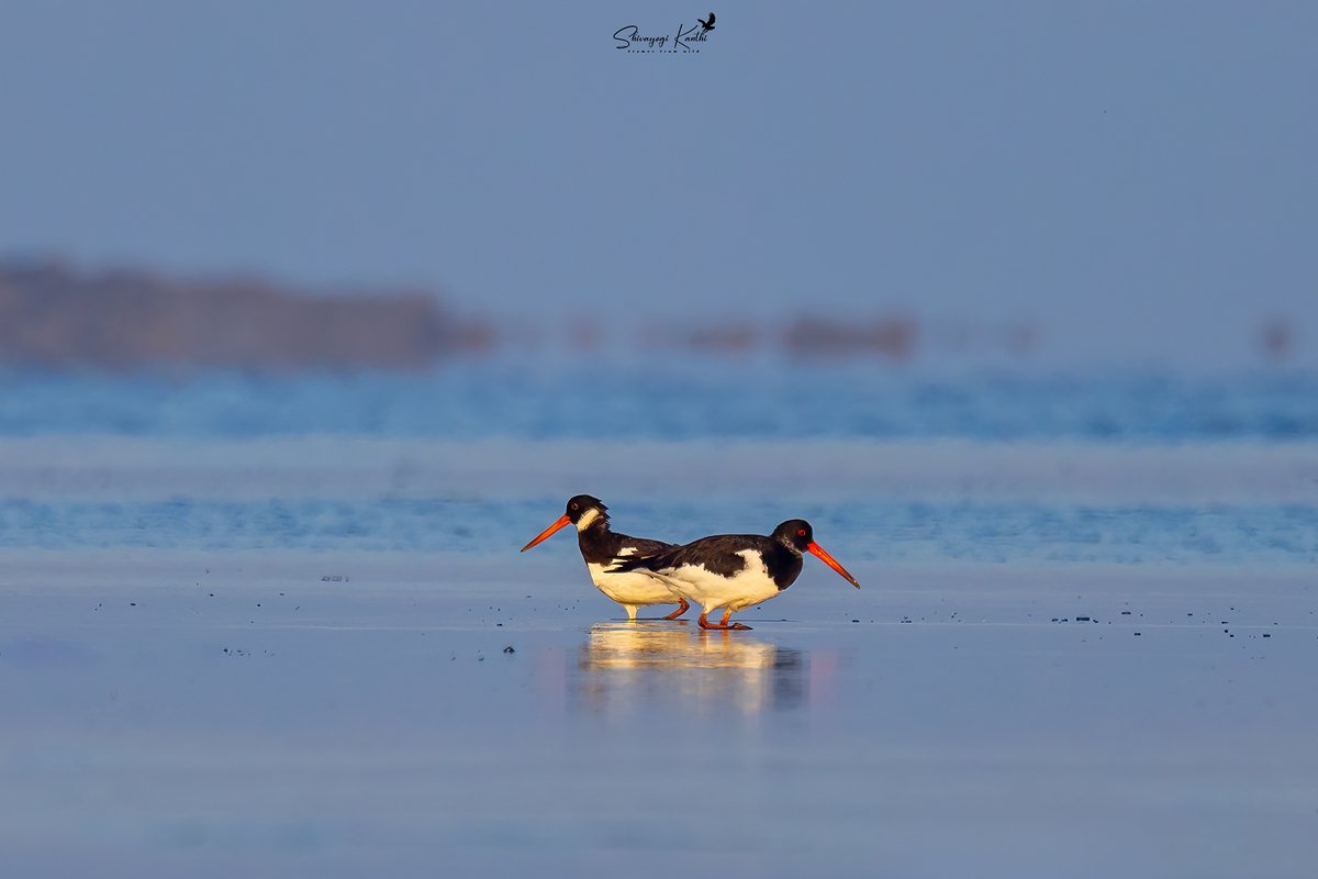 DanStrangsm3c2's tweet photo. Oystercatchers. https://t.co/jpcDtaFklm