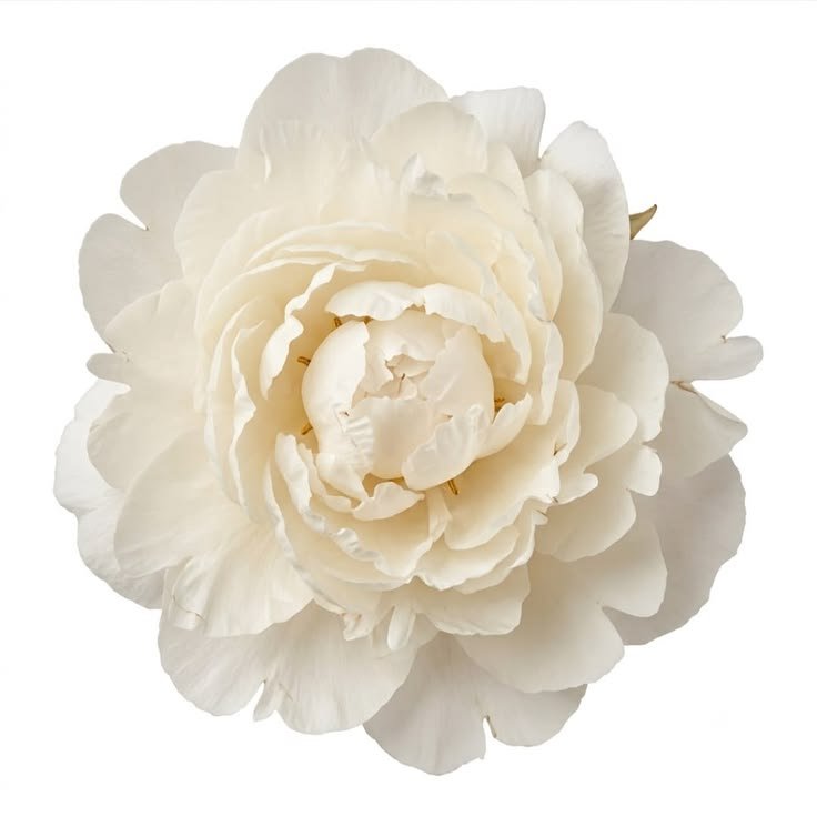 Suunsita's tweet photo. ㅤㅤㅤㅤㅤㅤㅤ︶︶︶︶ 𐝃ْꦌ︶︶︶︶ 
ㅤㅤㅤㅤㅤㅤㅤㅤㅤㅤ𝑴𝑨𝑺𝑰𝑽𝑨
𓏼𝜗℘◟ ͜⠀◞ 𝓦 һіᥴһ ᥆ᥒᥱ? + 𝑡𝑎𝑔𝑠
— 𝓣 𝐻𝐼𝑆 ᥆r 𝓣 𝐻𝐴𝑇
𝑭𝒍𝒐𝒘𝒆𝒓𝒔 𝒗𝒆𝒓. 

​#ENGENE_Spotlight
#HYBE_Boycott_Persists https://t.co/3JfMad0dun