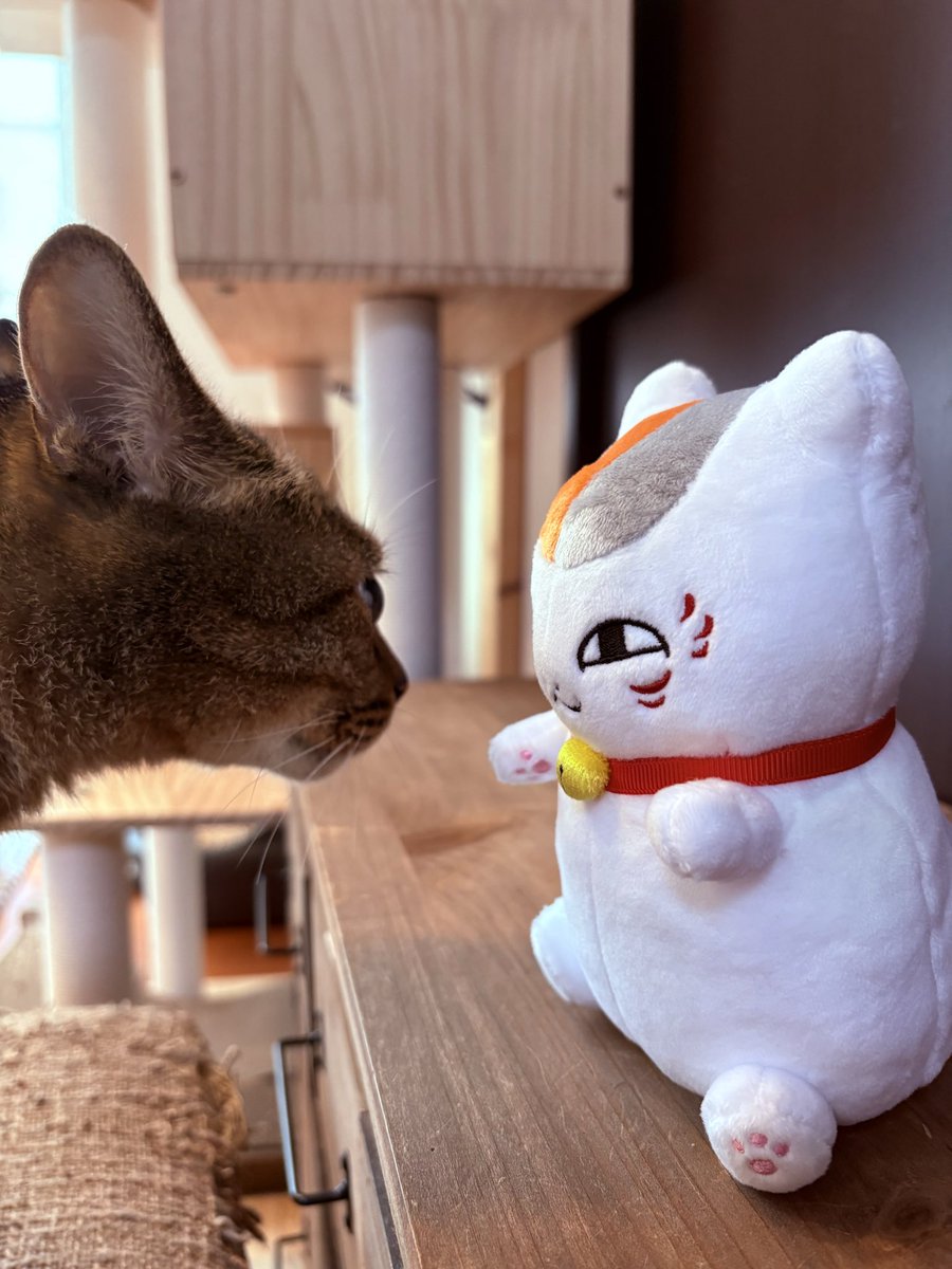 marimo3seidesu's tweet photo. すちさんの相棒に憧れて、ニャンコ先生をお迎えしました🐈 https://t.co/cDPY2fNLyj