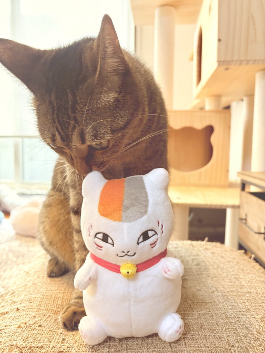 marimo3seidesu's tweet photo. すちさんの相棒に憧れて、ニャンコ先生をお迎えしました🐈 https://t.co/cDPY2fNLyj