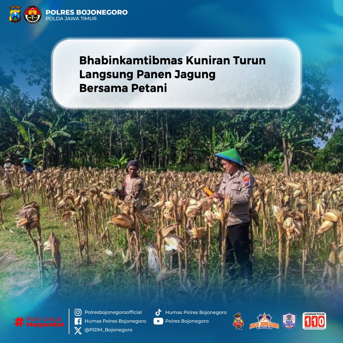 EkoDedyZld's tweet photo. Bhabinkamtibmas Desa Kuniran Polsek Purwosari Polres Bojonegoro, Bripka Bagus Setiyawan, turun langsung mendampingi petani saat panen jagung di Desa Kuniran, Kecamatan Purwosari, Kabupaten Bojonegoro Keterlibatan tersebut menjadi bentuk dukungan Polri terhadap ketahanan pangan. https://t.co/b7QJEMaxL2