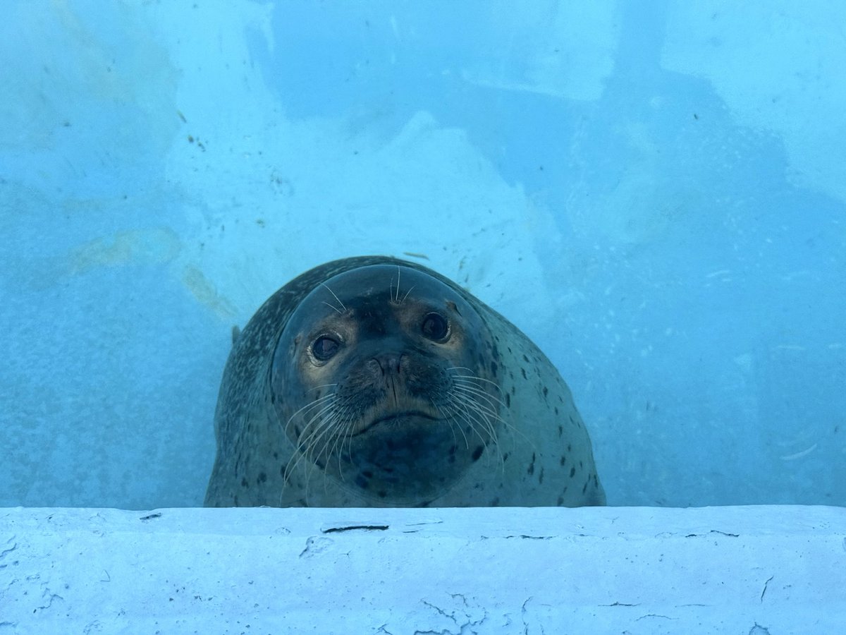 eg_cca's tweet photo. はなちゃんおはよう！
ひさしぶ…⁉️

#東武動物公園
#はなまる
#ゴマフアザラシ https://t.co/iGFknupBMa