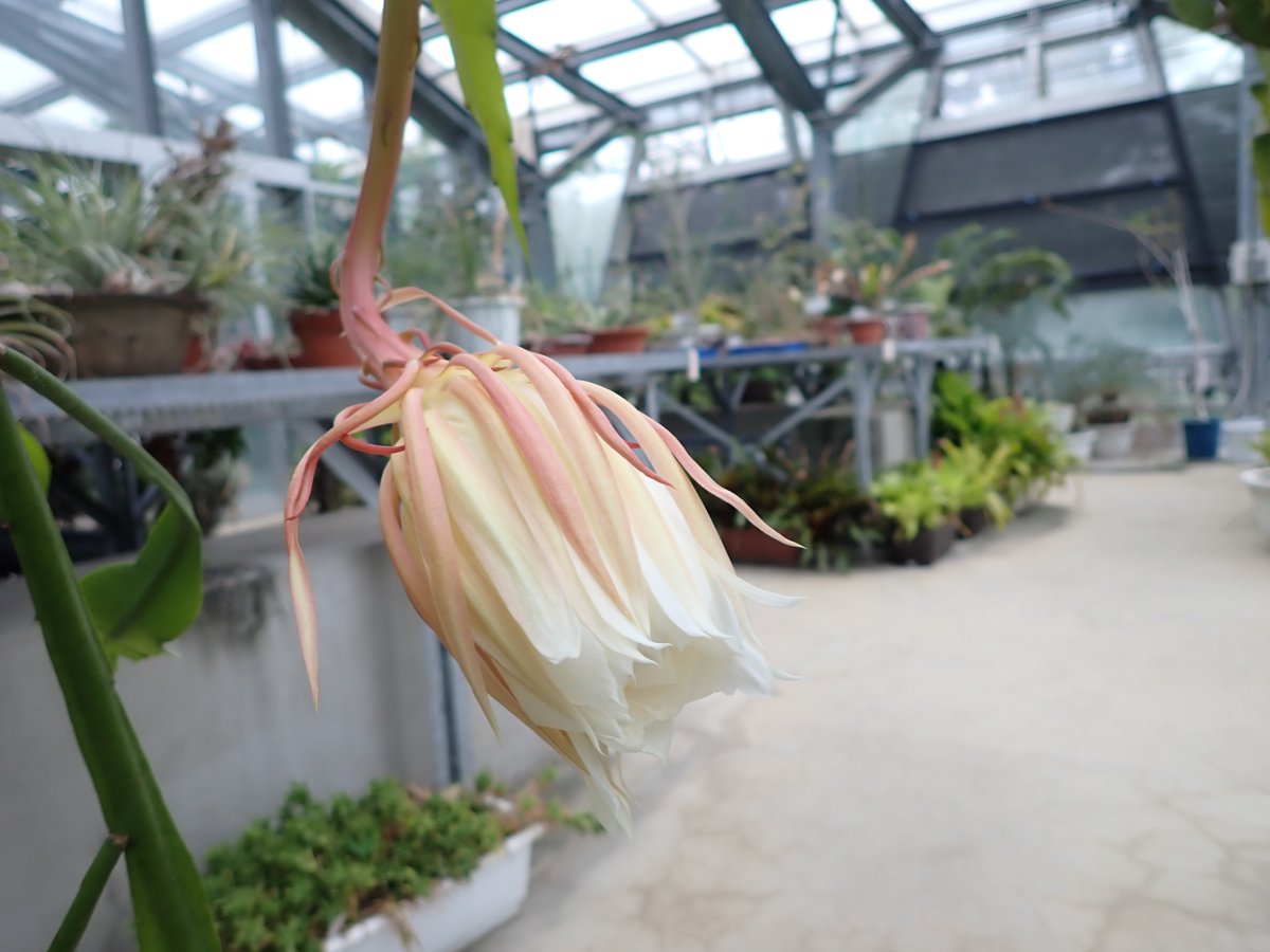 bg_utokyo's tweet photo. ゲッカビジン（月下美人）
Epiphyllum oxypetalum (DC.) Haw.

温室１で開化しました。インターバル撮影（タイムプラス動画）で、昨日の17時頃から21時頃まで撮影しました。一夜限りの花なので今朝の時点ではすでに萎れています。
※合計５輪咲いていました。

#小石川植物園
#サボテン科 https://t.co/HBzCz3uqQ5