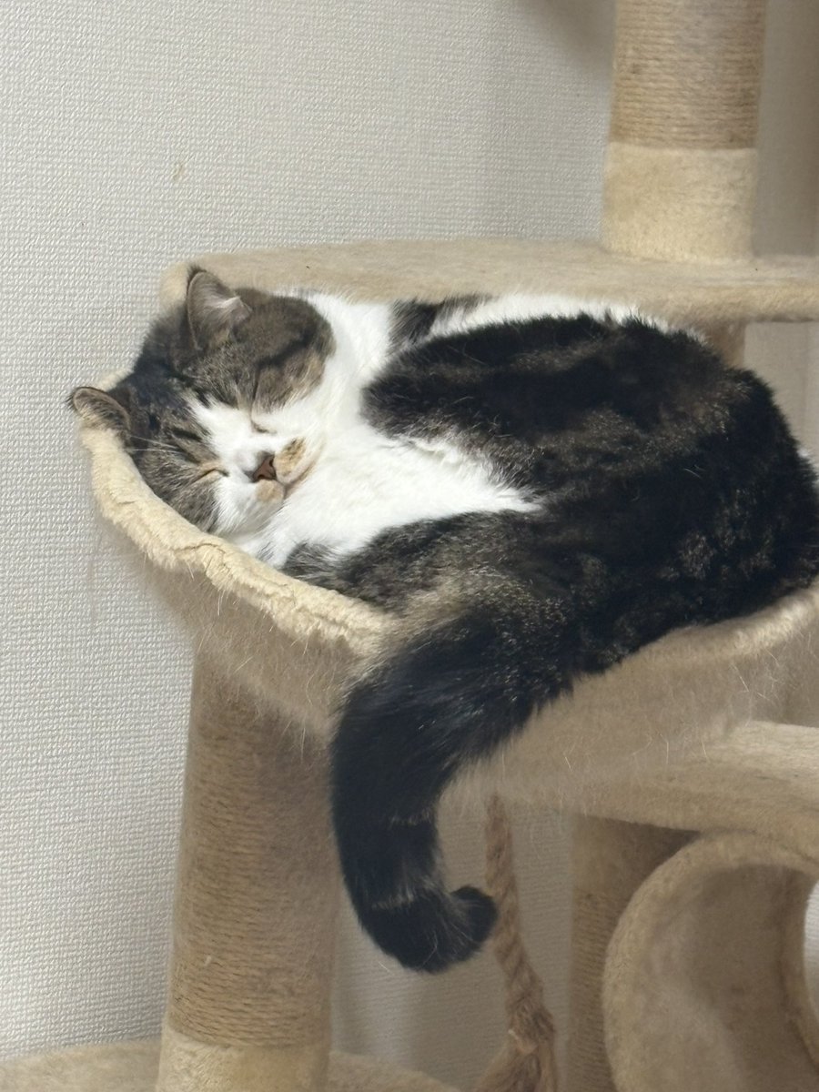 torotolo106106's tweet photo. おにくが幸せそうに寝ている^ ̳ᴗ  ̫ ᴗ ̳^ https://t.co/NEC2oR1IY7