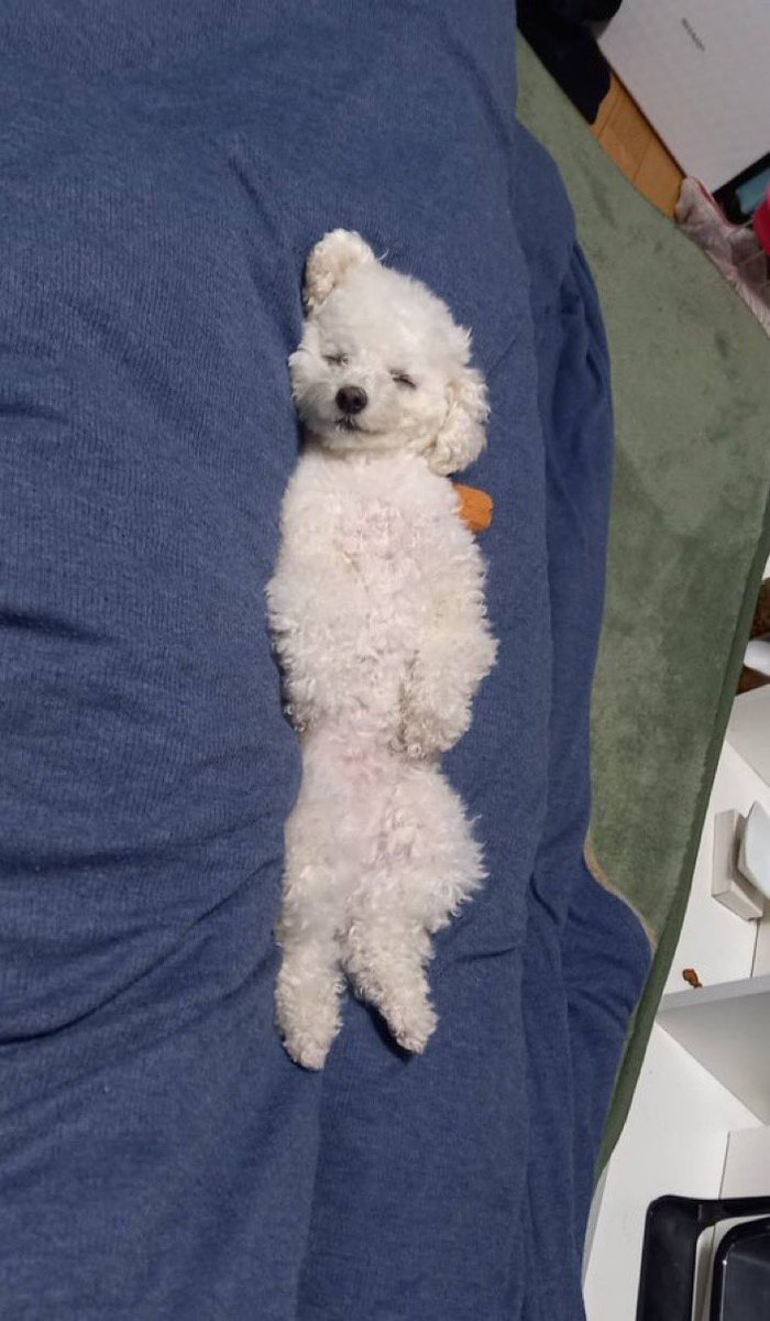 curuponta's tweet photo. まもなくクルミが足の間で寝てくれる時期がやってきます🥰

寒くなったら足にやってくる犬
#トイプードル #トイプー #犬 https://t.co/PNWLB8lkmo
