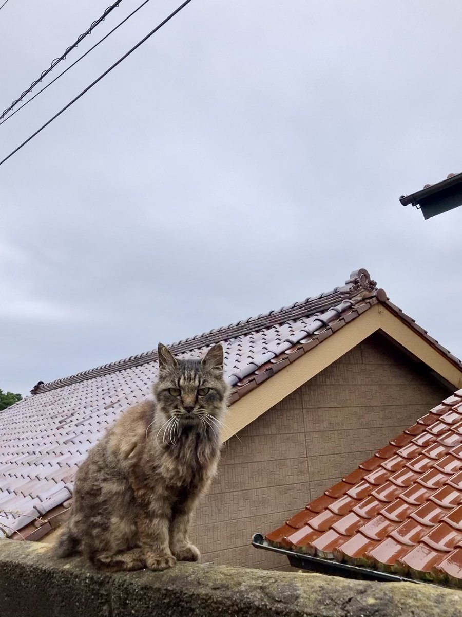 kuronekotashiro's tweet photo. こんにちは。今朝の #田代島 は曇り時々雨。夜の間も雨が降ったようで、路面は濡れています。
画像は今朝の様子。変わった様子もなく集まってくれた皆さん😸

#猫島 #tashirojima #catisland #CatsOnX #cat #田代島クロネコ堂 #CatsOfX #cats https://t.co/Nt7kD337mi